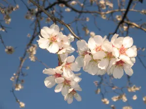 Fruit-Nut-Almond-Primavera #7