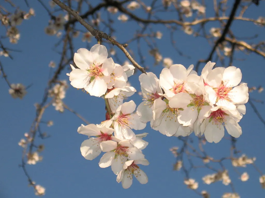 Fruit-Nut-Almond-Primavera #7